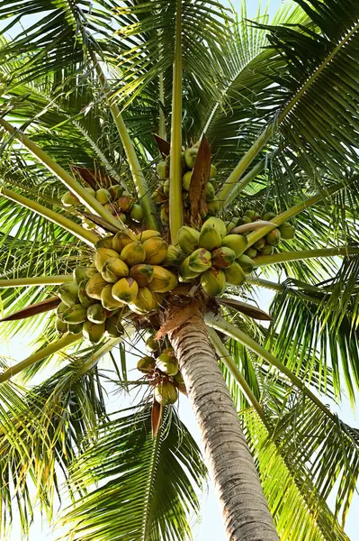 stock image Coconut Tree - Cocos nucifera - bearing large number of coconuts.