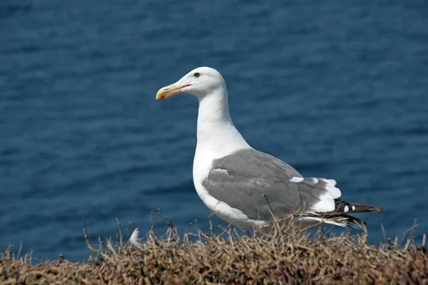 Western Gull - Larus occidentalis - on East Anacapa Island in Channel Islands National Park, California. — Φωτογραφία Αρχείου