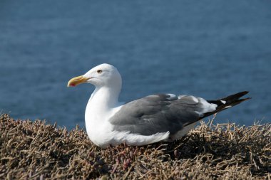 Western Gull - Larus occidentalis - on East Anacapa Island in Channel Islands National Park, California.
