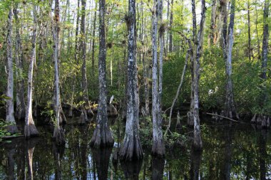 Great egret - Ardea alba - amidst the cypress trees by Loop Road near Ochopee, Florida.