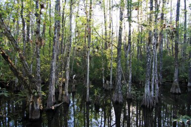 Great egret - Ardea alba - amidst the cypress trees by Loop Road near Ochopee, Florida.