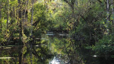 Sweetwater Strand on Loop Road Scenic Drive, Florida.