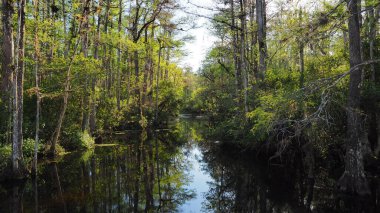 Sweetwater Strand on Loop Road Scenic Drive, Florida.
