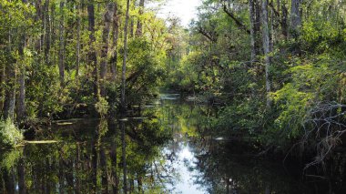 Sweetwater Strand on Loop Road Scenic Drive, Florida.