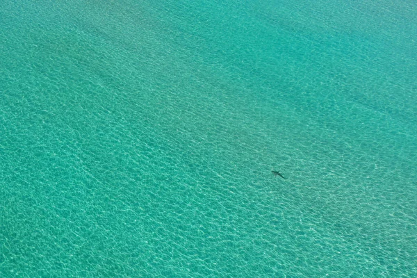 Tiburón vista aérea en aguas poco profundas frente a South Beach, Florida durante el cierre de la playa COVID-19 . — Foto de Stock