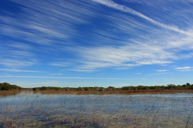 Everglades Ulusal Parkı, Florida 'daki Nine Mile Pond üzerinde tüylü bulutlu manzara.