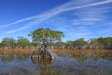 Everglades Ulusal Parkı, Florida 'daki Nine Mile Pond üzerinde tüylü bulutlu manzara.