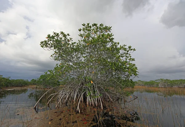 Estanque de nueve millas en el Parque Nacional Everglades bajo nubes de tormenta oscura . — Foto de Stock