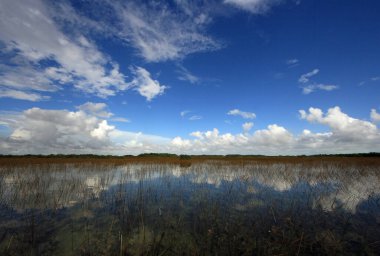 Everglades Ulusal Parkı 'nda 9 Mil Gölet.