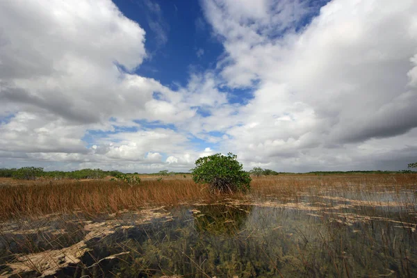 Everglades Ulusal Parkı 'nda 9 Mil Gölet. — Stok fotoğraf