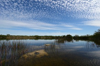 Güzel yaz bulutları Everglades Ulusal Parkı, Florida 'daki Nine Mile Pond' u yansıtıyor..
