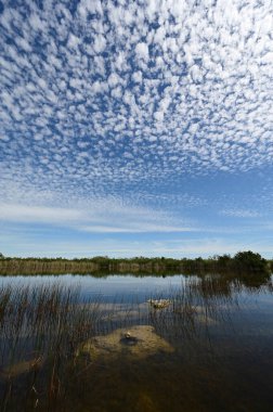 Güzel yaz bulutları Everglades Ulusal Parkı, Florida 'daki Nine Mile Pond' u yansıtıyor..