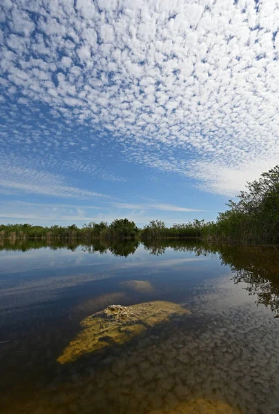 Krásná letní oblačnost odrážející se na Nine Mile Pond v národním parku Everglades na Floridě. — Stock fotografie