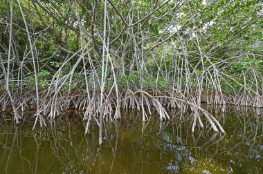 Everglades Ulusal Parkı 'ndaki Nine Mile Pond' daki kırmızı mangrov ağacı..