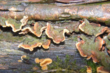 Doğada sonbahar ormanı mantarlarının makro çekimi.