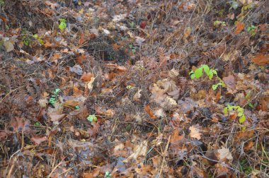 Doğada yağmurdan sonra düşen orman yapraklarının makro çekimi