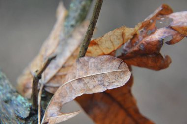 Doğada yağmurdan sonra düşen orman yapraklarının makro çekimi