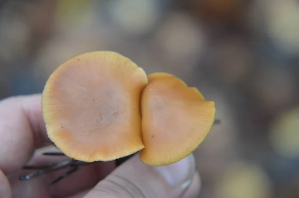 Macro disparo de setas del bosque de otoño en la naturaleza — Foto de Stock