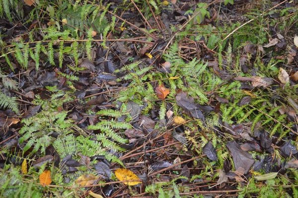 Macro colpo di foresta foglie cadute dopo la pioggia in natura — Foto Stock