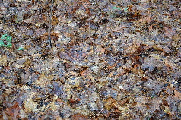 Macro shot van bos gevallen bladeren na regen in de natuur — Stockfoto