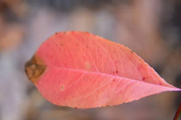 Makro záběr lesa spadlé listí po dešti v přírodě — Stock fotografie