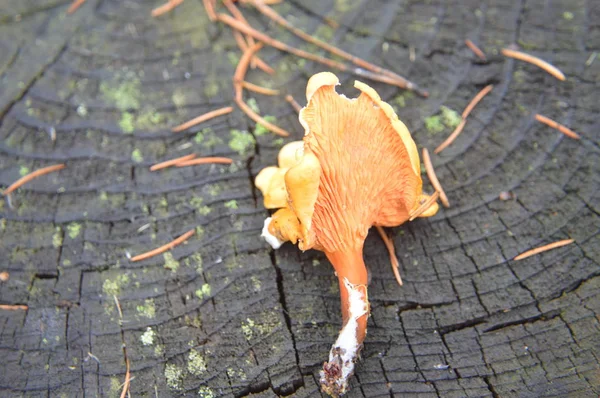 Макросъемка осенних лесных грибов в природе — стоковое фото