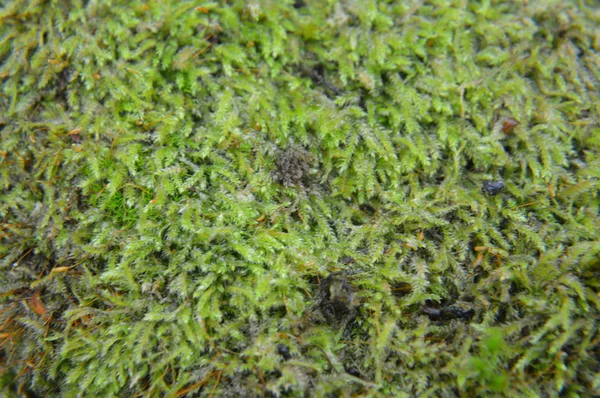 Macro shot de souches forestières et de mousse verte dans la nature — Photo