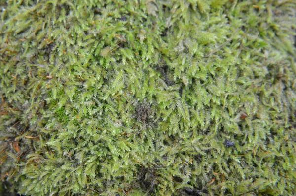 Macro shot of forest stumps and green moss in nature — Stock Photo, Image