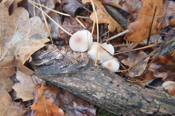 秋天森林蘑菇在自然界中的宏观拍摄 — 图库照片