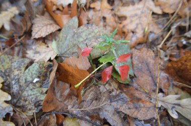Doğada yağmurdan sonra düşen orman yapraklarının makro çekimi