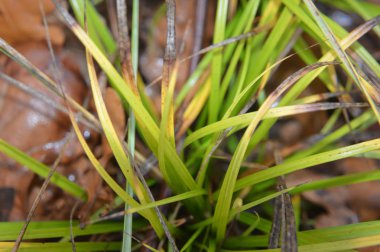 Doğadaki ağaçların ve bitkilerin makro görüntüsü.