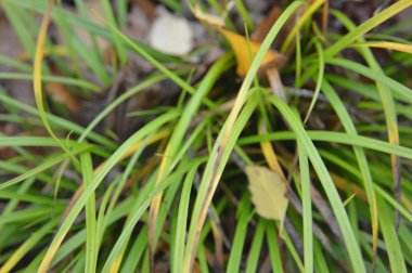 Doğadaki ağaçların ve bitkilerin makro görüntüsü.