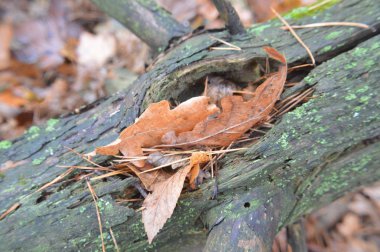 Doğada yağmurdan sonra düşen orman yapraklarının makro çekimi