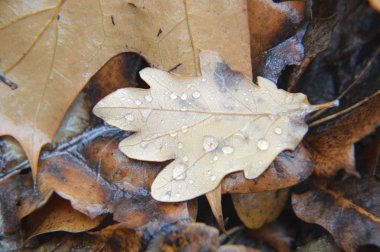 Doğada yağmurdan sonra düşen orman yapraklarının makro çekimi