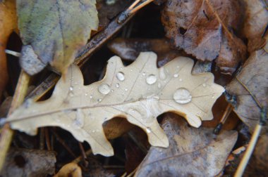 Doğada yağmurdan sonra düşen orman yapraklarının makro çekimi