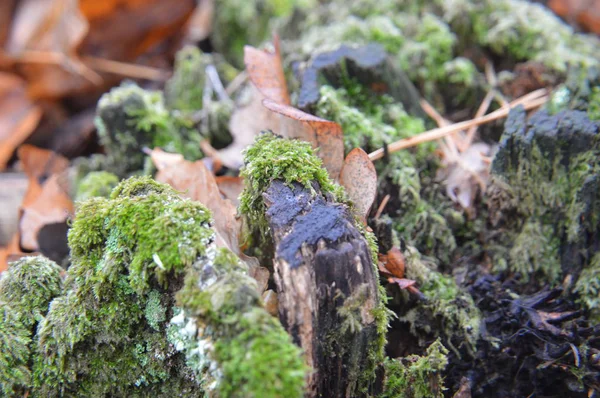 Macro shot of forest stumps and green moss in nature — Stock Photo, Image