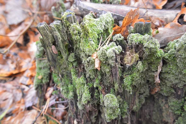 Μακρο πλάνο του δάσους κούτσουρα και πράσινα βρύα στη φύση — Φωτογραφία Αρχείου