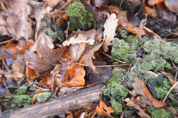 Macro shot de souches forestières et de mousse verte dans la nature — Photo
