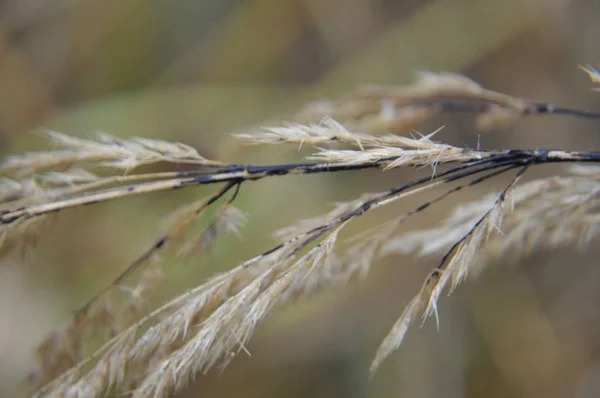 Makroaufnahme von Walddetails von Bäumen und Pflanzen in der Natur — Stockfoto