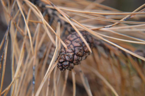 Macro shot of forest details of trees and plants in nature — Stock Photo, Image