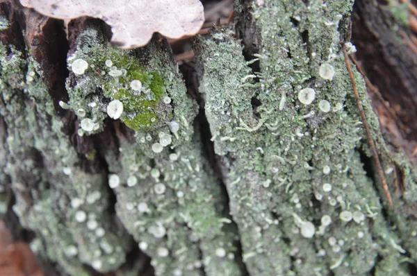 Makroaufnahme von Waldstümpfen und grünem Moos in der Natur — Stockfoto
