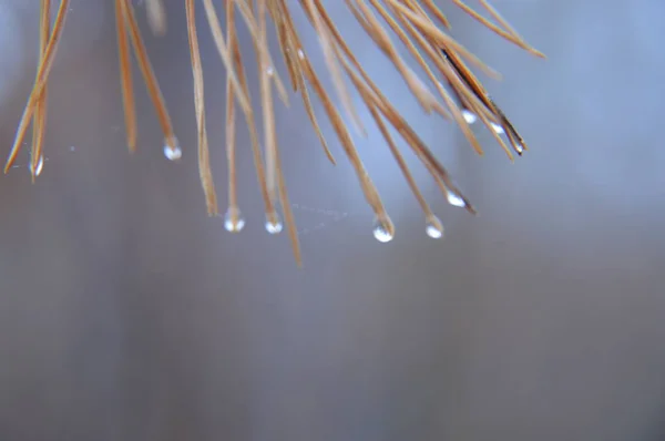 Macro tiro de detalhes florestais de árvores e plantas na natureza — Fotografia de Stock