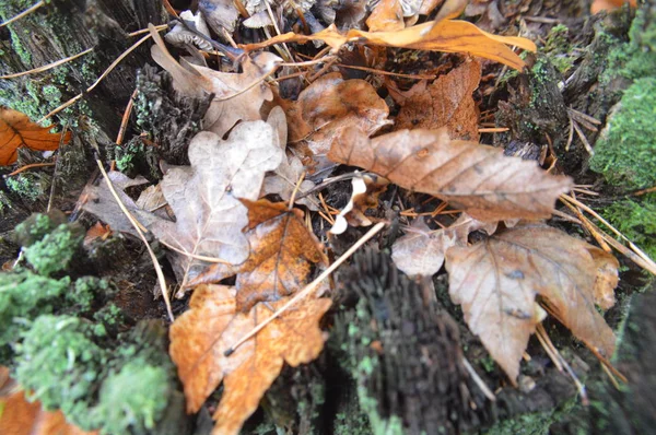 Макросъемка выпавших листьев леса после дождя в природе — стоковое фото