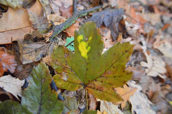 Macro disparo de hojas caídas del bosque después de la lluvia en la naturaleza —  Fotos de Stock