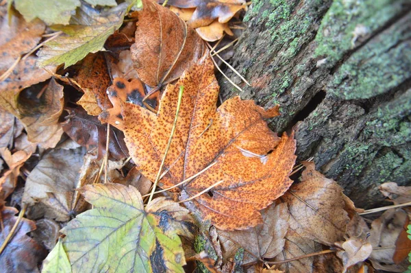 Makro záběr lesa spadlé listí po dešti v přírodě — Stock fotografie