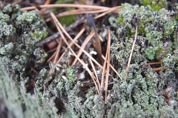 Macro tiro de tocos florestais e musgo verde na natureza — Fotografia de Stock