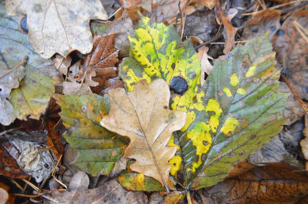 Macro shot de feuilles tombées après la pluie dans la nature — Photo