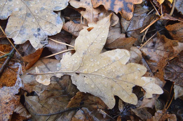 Makroaufnahme von umgestürzten Blättern nach Regen in der Natur — Stockfoto