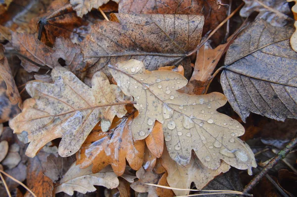 Macro colpo di foresta foglie cadute dopo la pioggia in natura — Foto Stock
