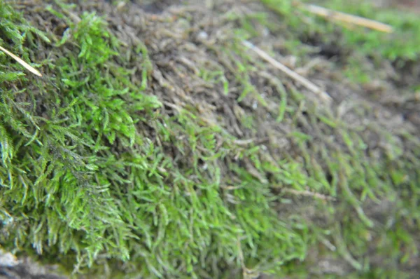 Macro shot di ceppi forestali e muschio verde in natura — Foto Stock